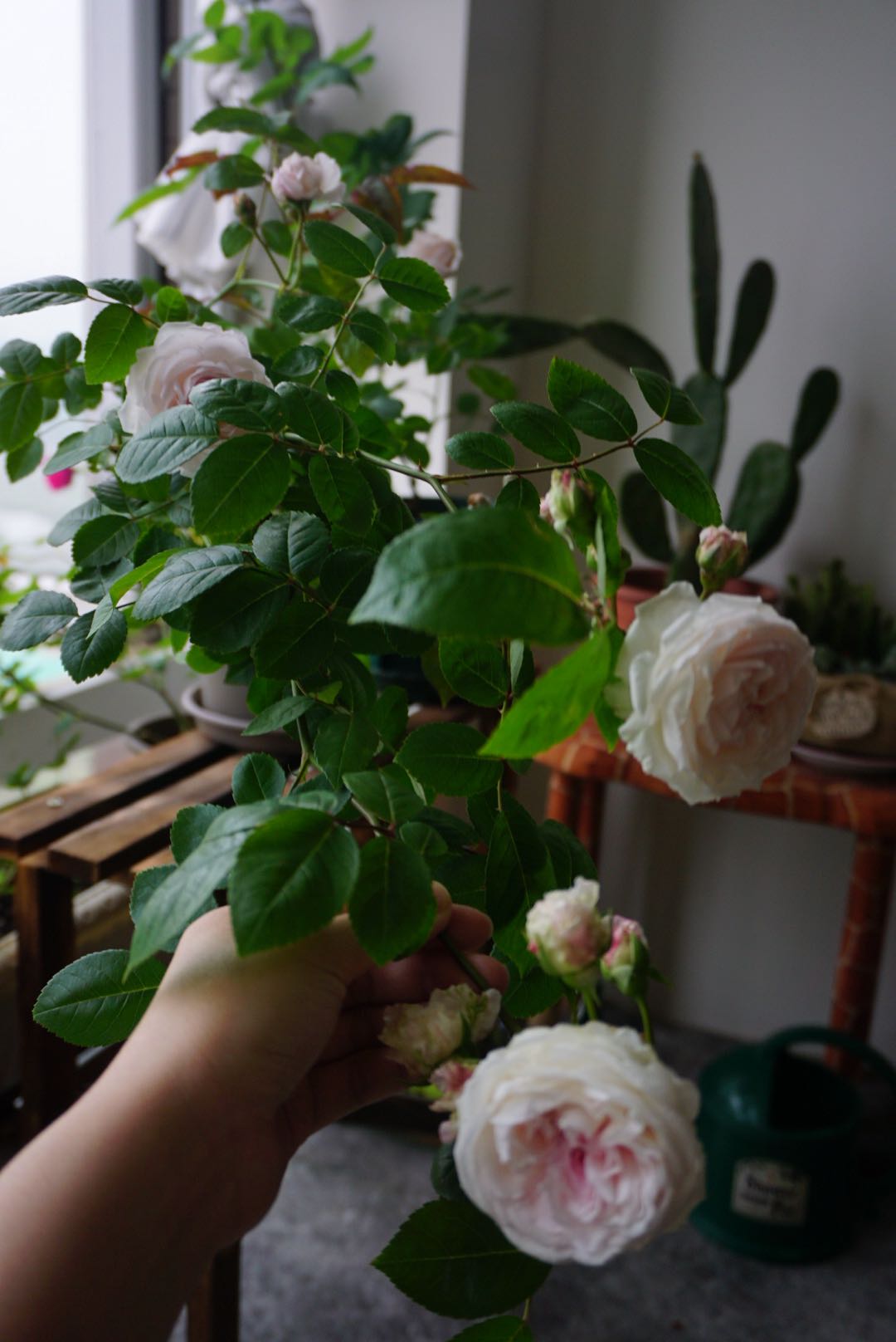 粉妆楼月季花怎么养比较好科普