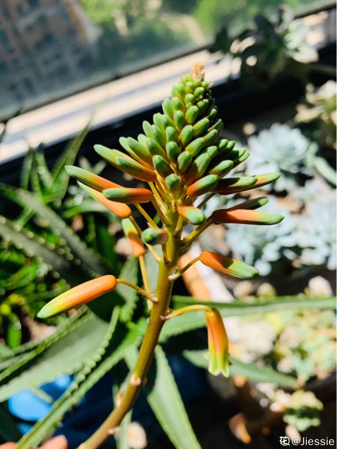 这花养10年，才开1次花，看到的都有好运气
