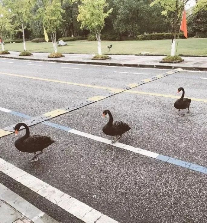 重庆大学，为啥这么牛