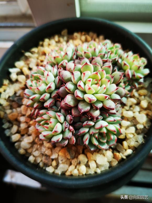 3种多肉最“保值”,越养越值钱,赶紧养几棵,5年后价格翻10倍