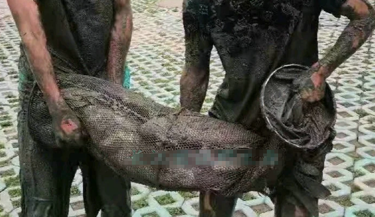 河南持续高温学校湖泊干涸，大量湖鱼被暴晒成鱼干，学生：捞了200斤