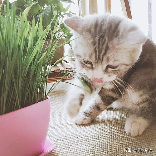猫咪除毛球用化毛膏好还是猫草好？
