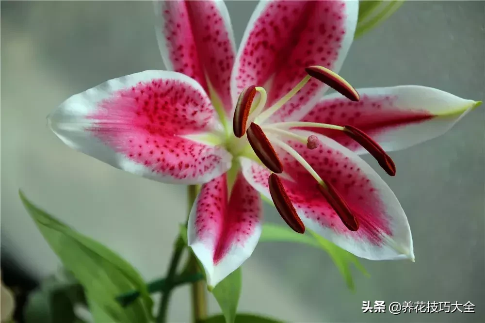 百合花从上盆到种球保存的详细步骤,做错一步可能就看不到花开