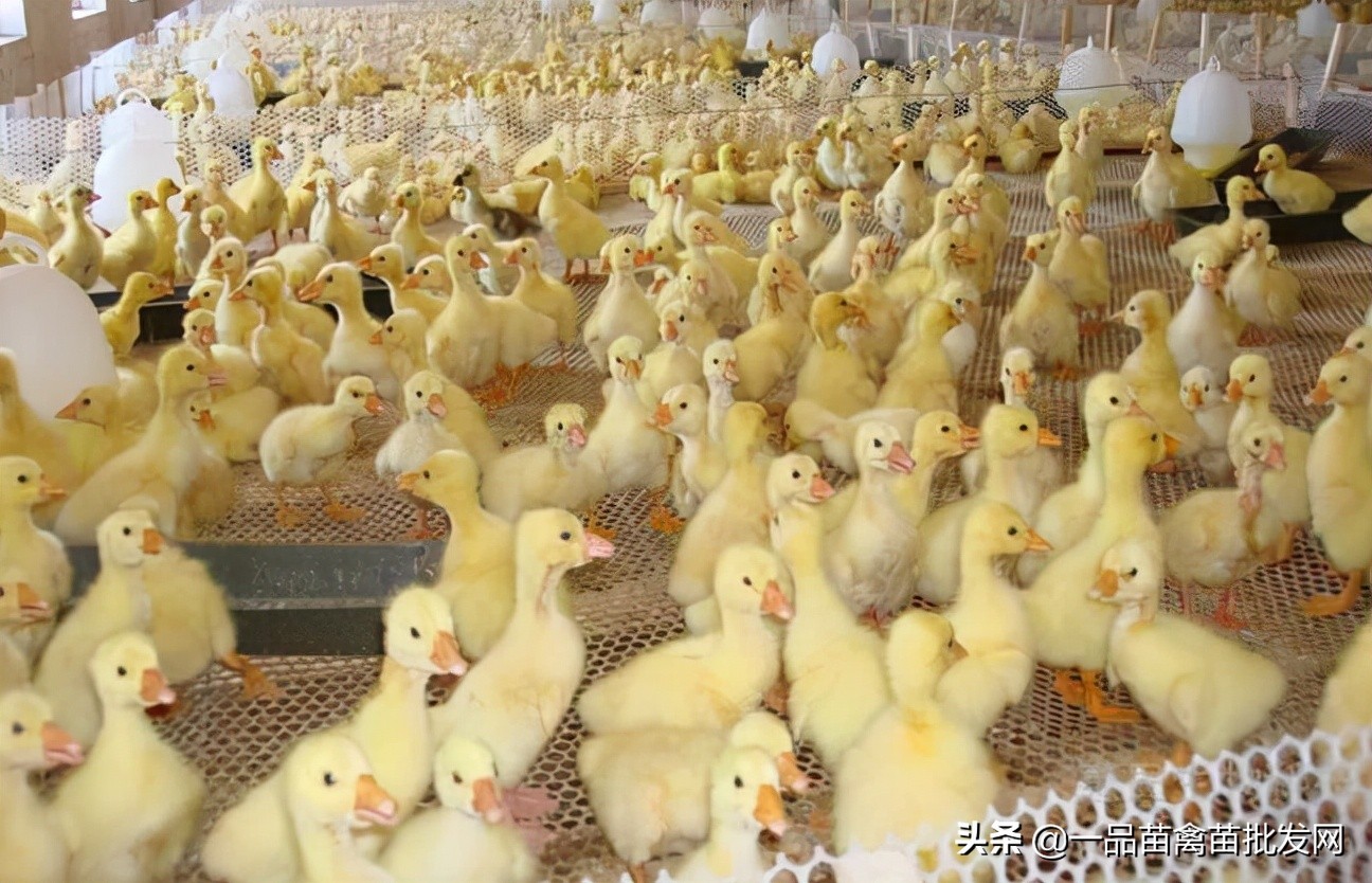 鸭鹅脚软痛风,用这种"思仙叶"效果比喂药还好