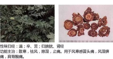 300个中草药图谱（附主治功效），知道一半就太牛了（上）