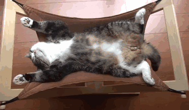 被主人“宠爱”的猫咪，一定会具备这些现象