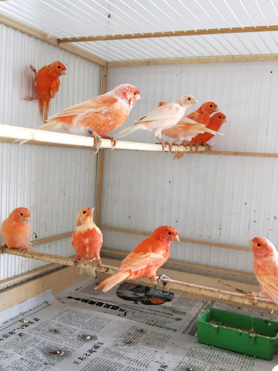 一六年白玉鸟价格养鸟担心选到野生保护动物