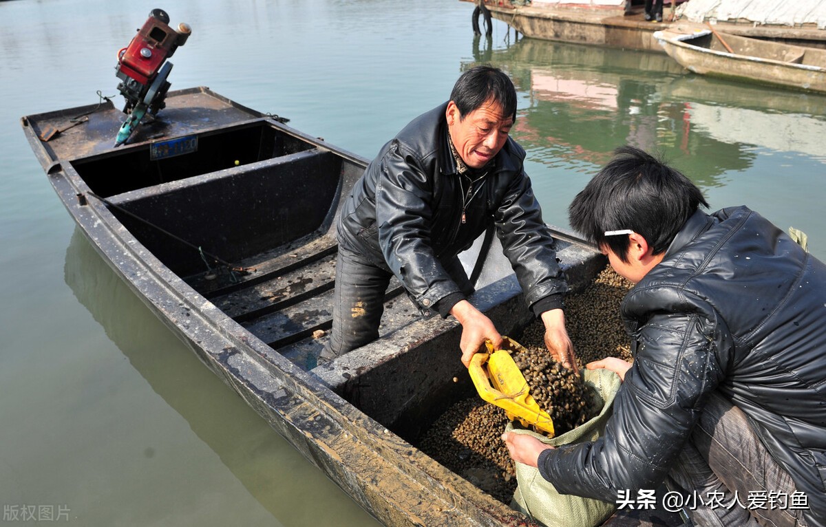 青鱼的“悲哀”：衔着宝石的明星鱼，却因野蛮生长而沦为“废柴”