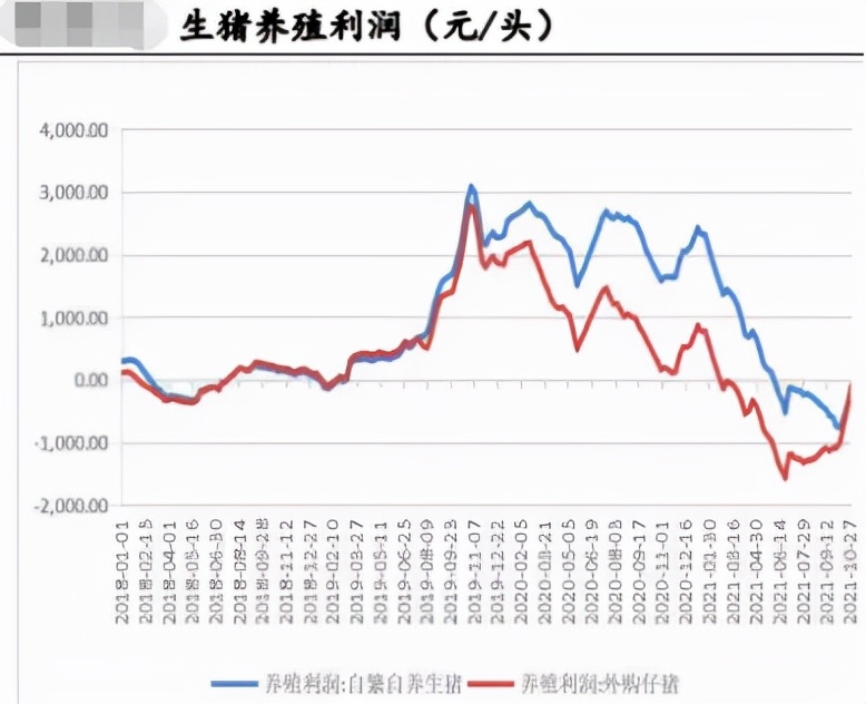 随猪起舞，玉米的天花板有多高？