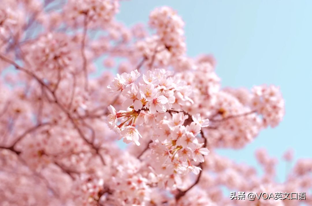 武汉樱花开了！但“樱花”可不是cherry flower！