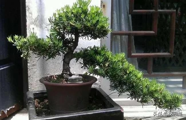 日式庭院该配什么植物?怎么配?看这里
