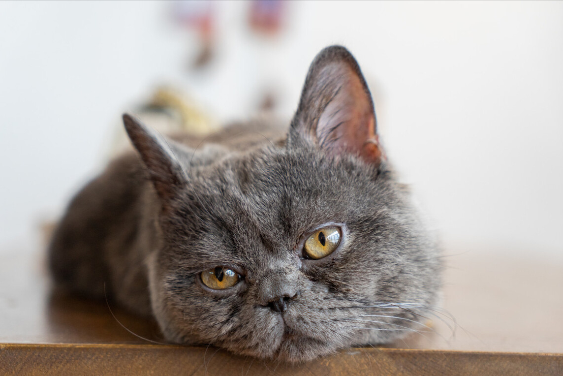 猫咪绝育的好处和坏处，这些宠物医生不会告诉你