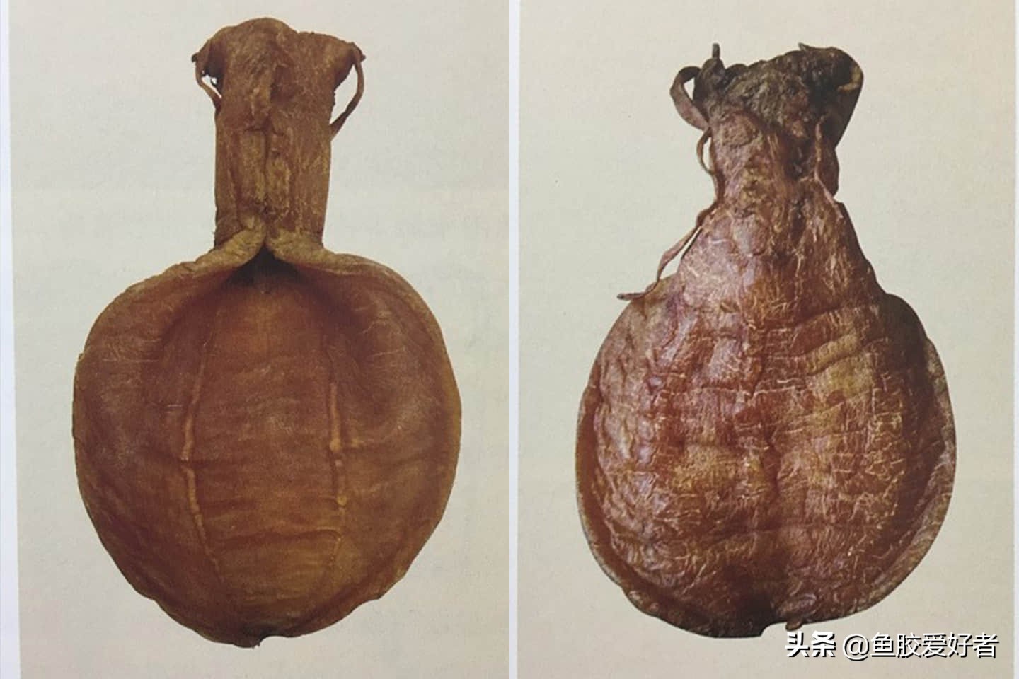 魚膠界的勞斯萊斯：金錢鰵魚膠為什麽能排在第一，真有這麽神奇嗎