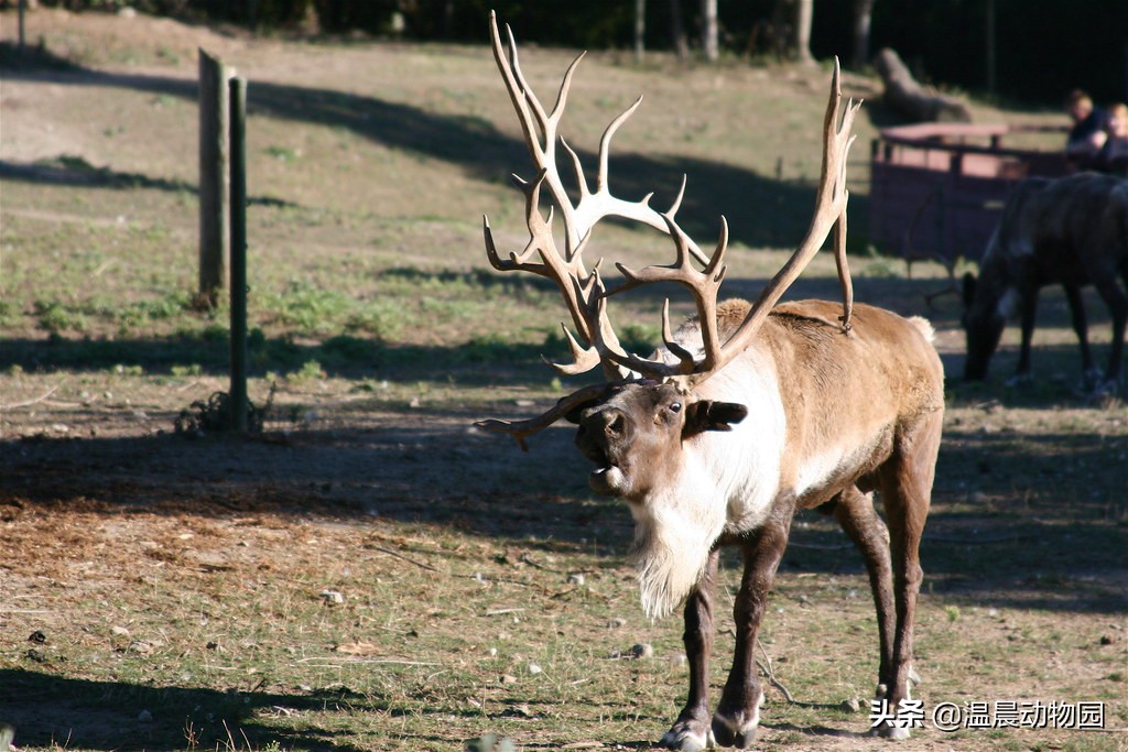 辟谣：帮圣诞老人拉雪橇的鹿是麋鹿吗？并不是，人家的名字叫驯鹿