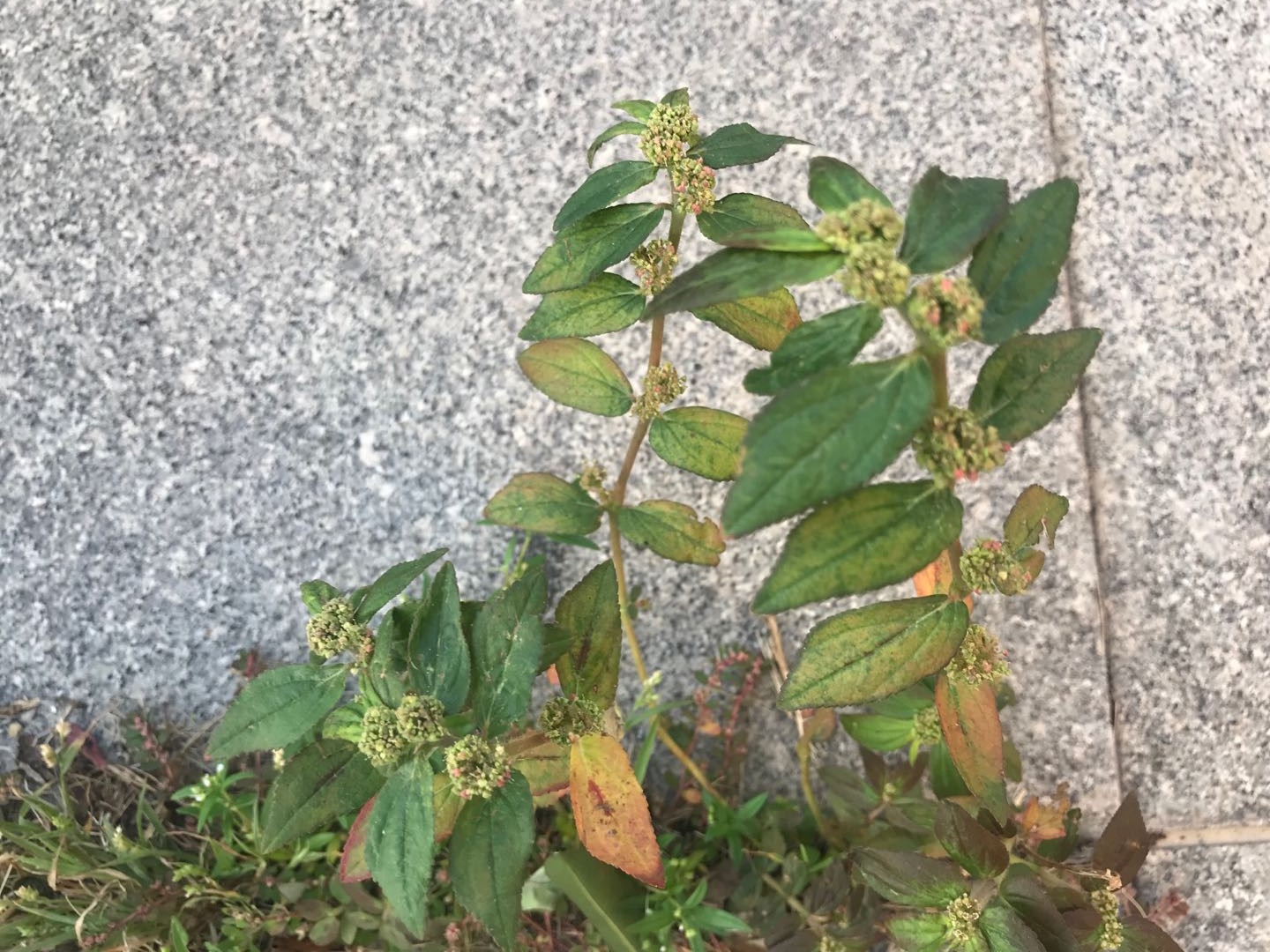 解毒疗疮,擅治皮肤疾病的大飞扬草