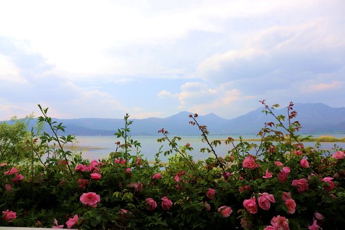 丽江拉市海，骑马走茶马古道，赏鸟走观湖长廊