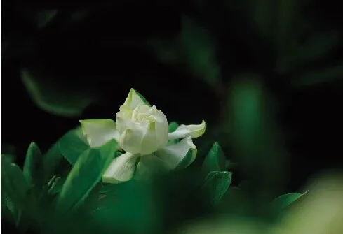 梅子渐肥栀子瘦，黄鹂啼尽雨中花，雨后栀子，炎日里的盛世清凉