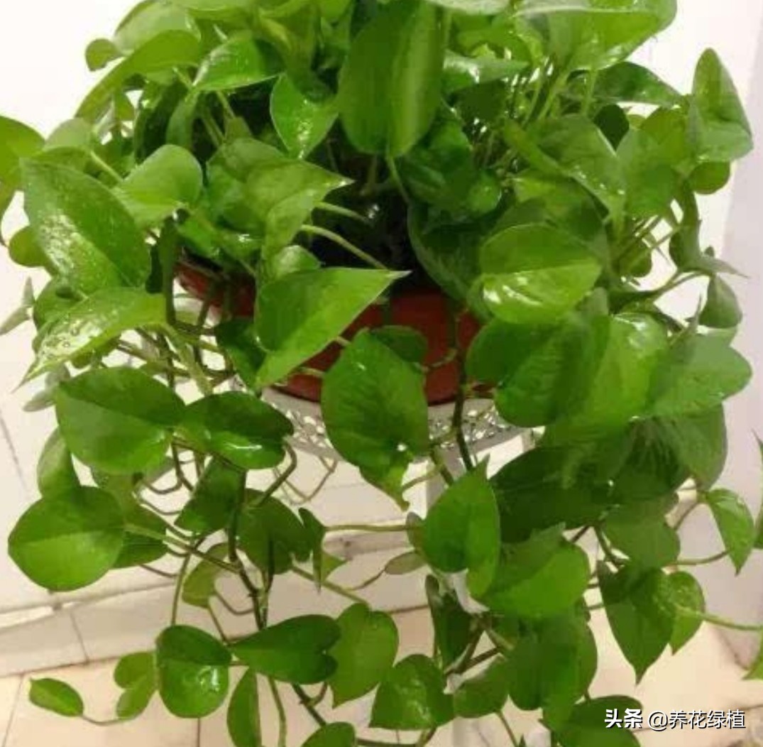 土培绿萝收到怎么养需要注意什么精心整理