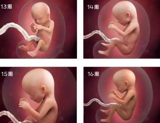 怀孕六个月胎儿图,怀孕六个月注意事项
