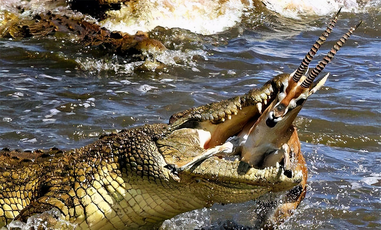 鱷魚是什么類動物,鱷魚是哪類動物