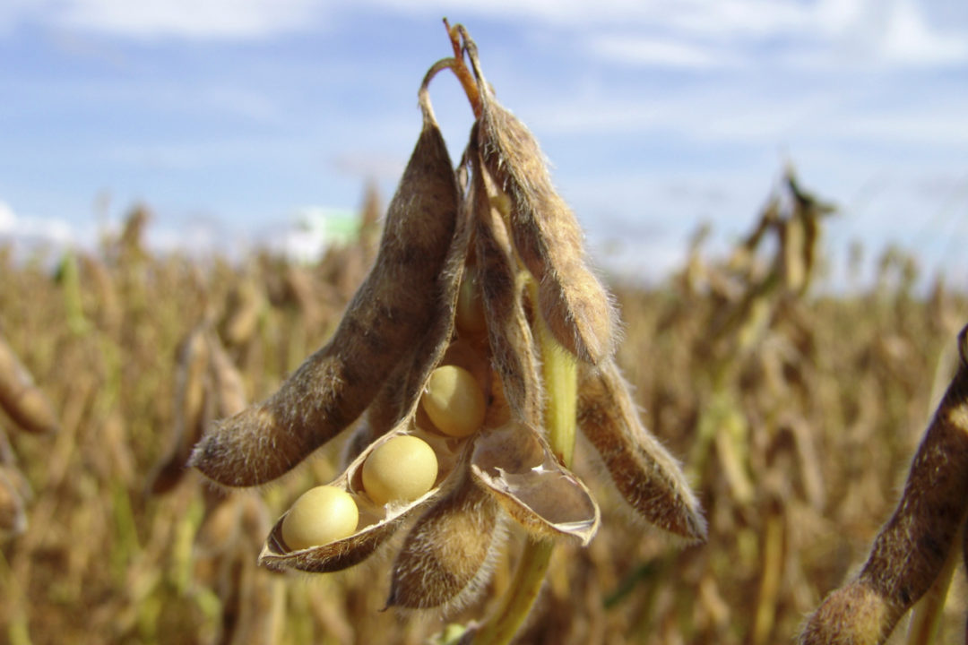 美国的大豆一亩能产多少斤？和中国相比，能高出多少斤？
