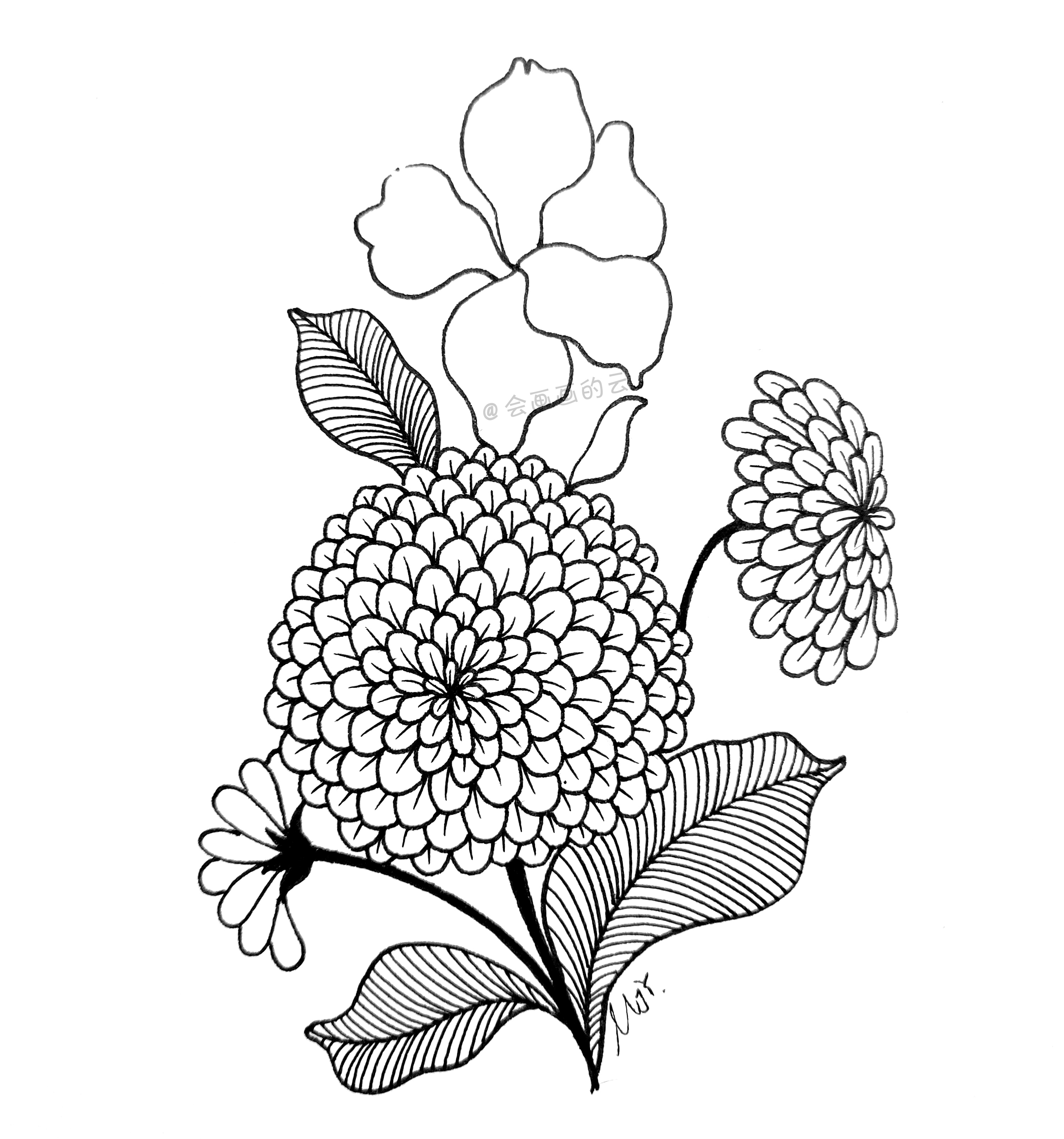 分享简笔画教程，8步教你画百日菊，友谊天长地久
