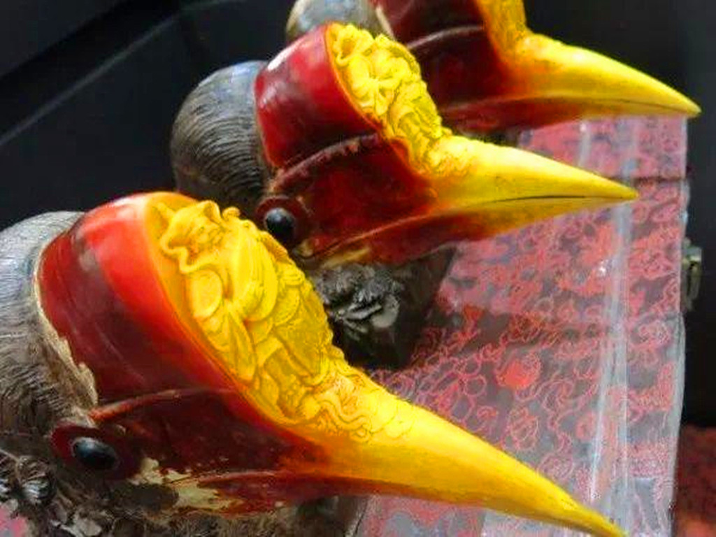 脑袋被人类惦记的鸟，头骨比象牙贵3倍，活着被取骨后只能等死