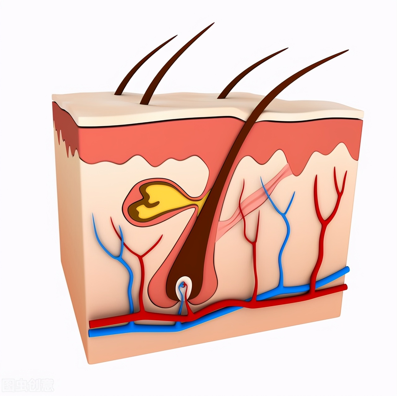 头上摸到的小疙瘩到底是什么？影响健康吗？医生一文解释清楚