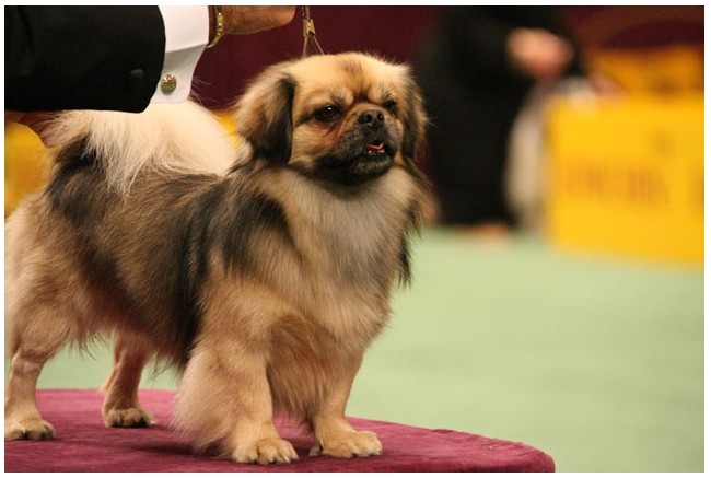 曾经享尽荣华富贵的皇家御犬——京巴犬 挑选饲养护理方法等全介绍