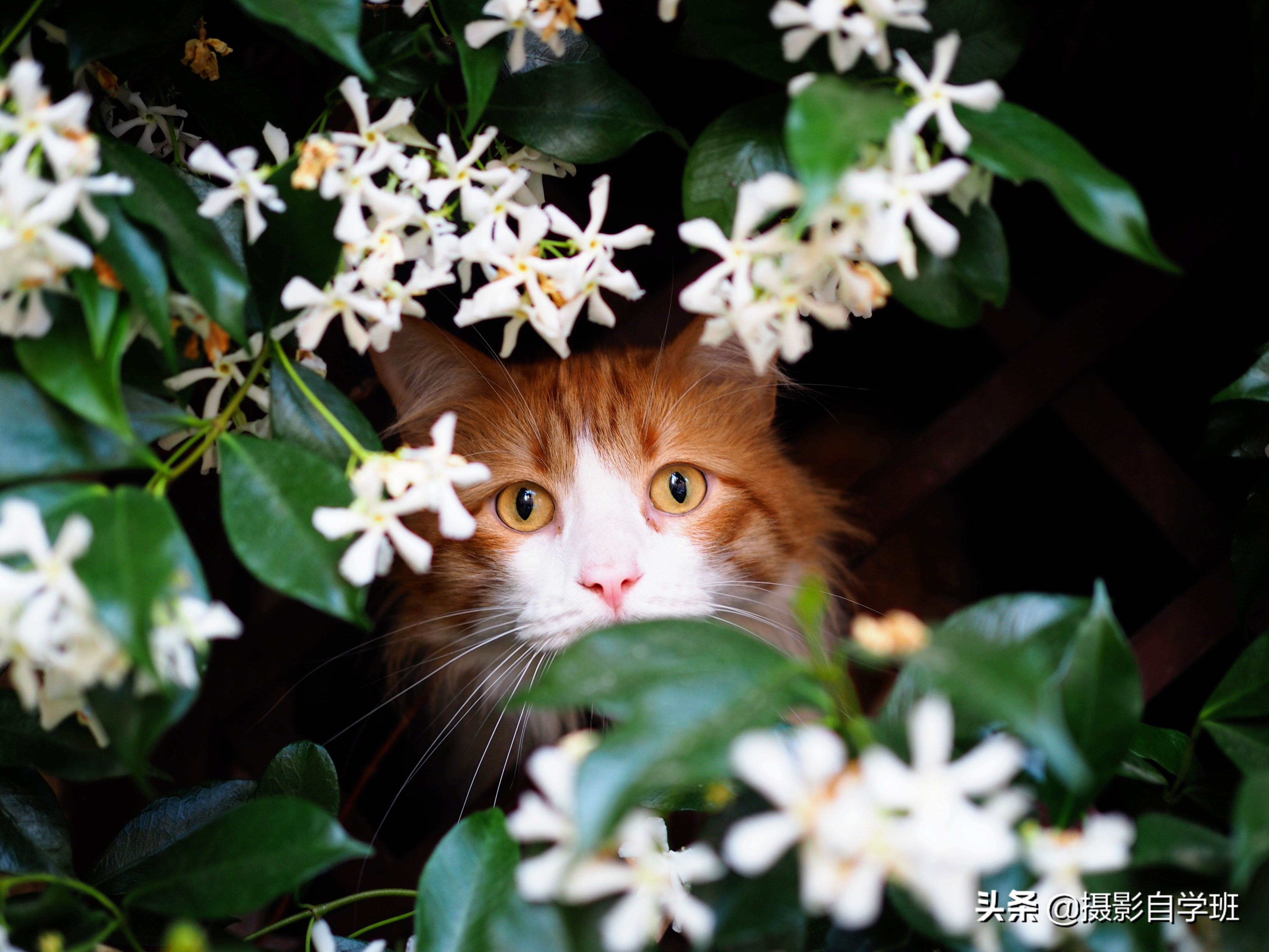 各种花草拍照技巧(拍花草用什么相机软件)