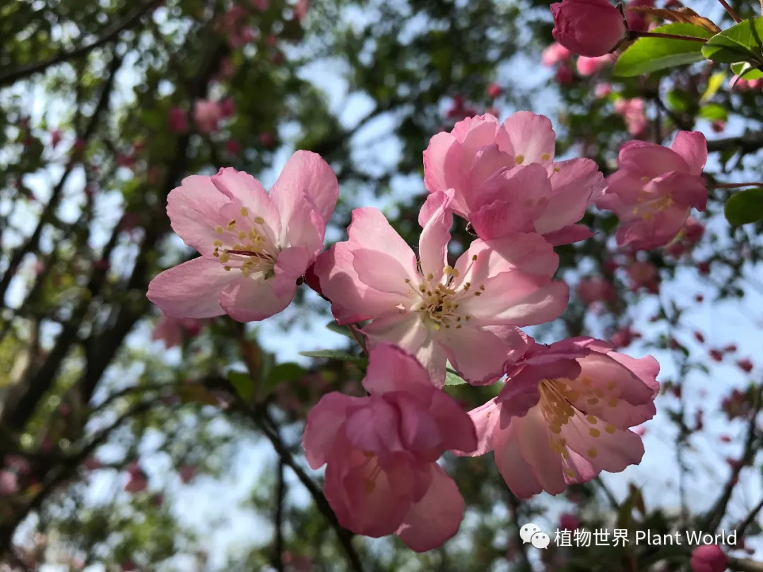 垂丝海棠：枝似轻丝袅袅垂，娇柔含羞如春醉