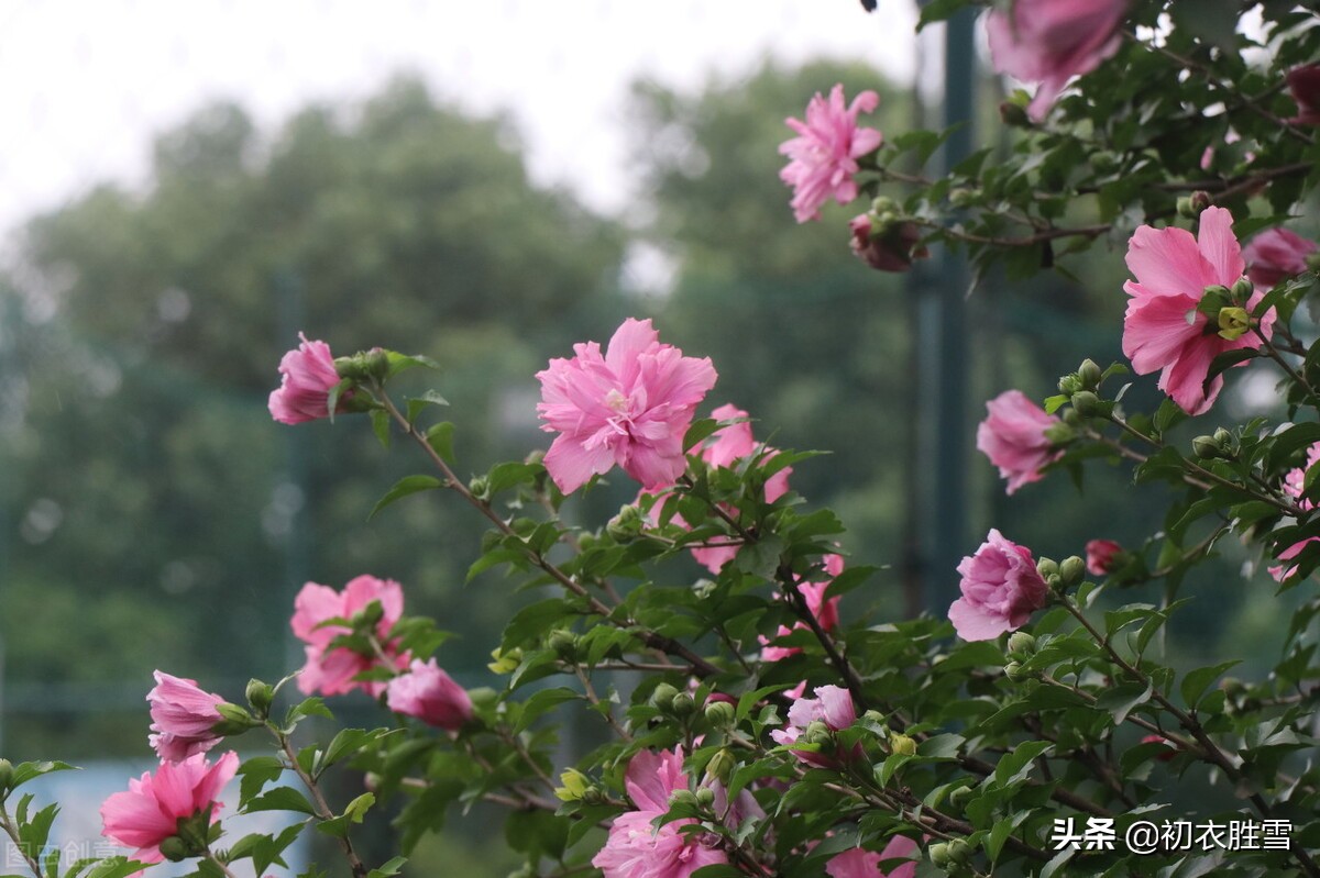 盛夏槿花，颜如舜华，朝开暮落，仙子优雅，槿花八首伴盛夏