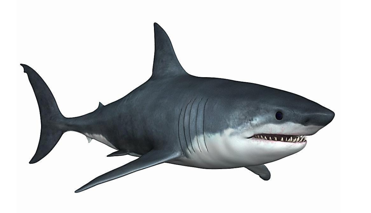 火鲛鲨鱼图片(67印尼捕获一条) - 赤虎壹号