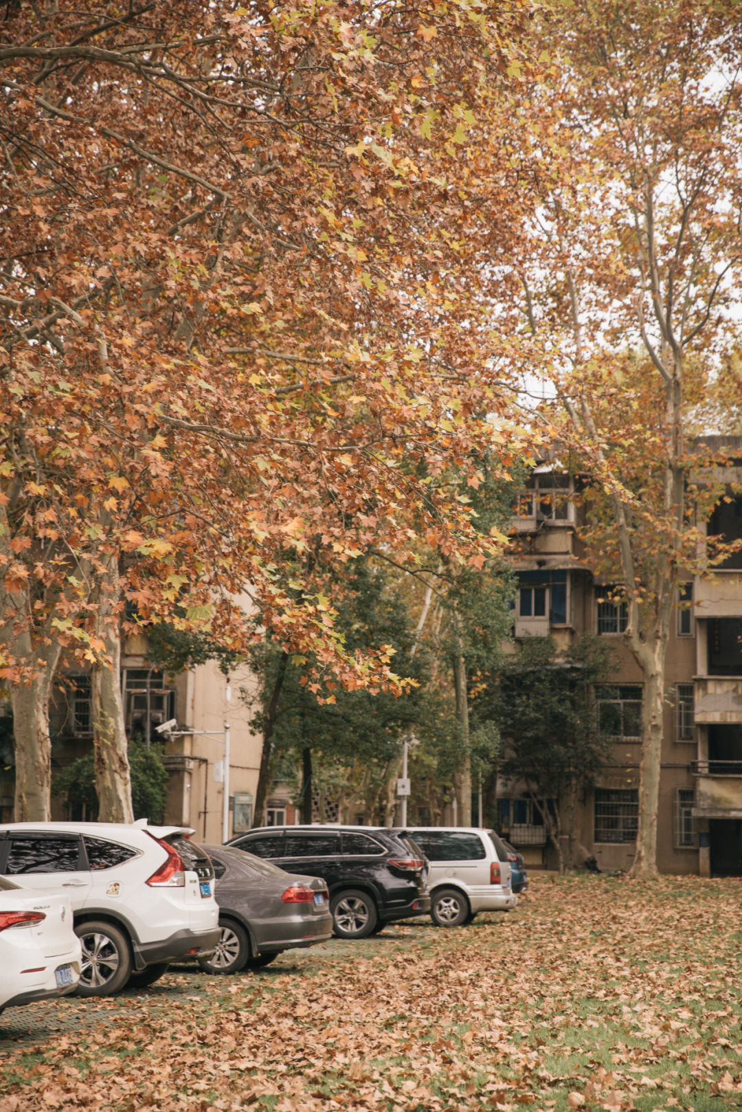 又是全国第一！华中农业大学，全体武汉人的骄傲