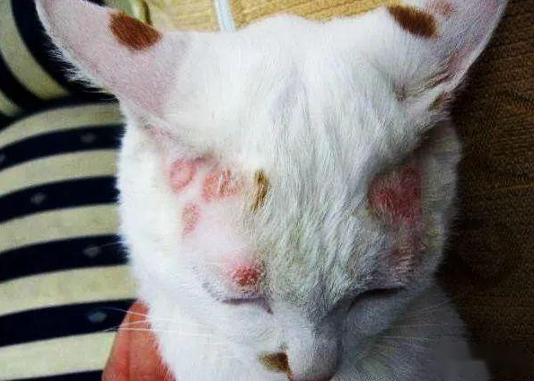 人感染猫藓的治疗方法与护理要点