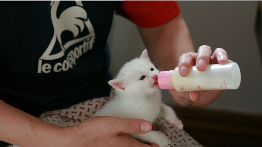 小猫什么时候开始吃猫粮（幼猫的饲养注意事项）