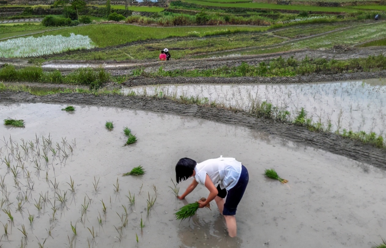 梦见插秧是什么预兆梦见插秧是什么意思3