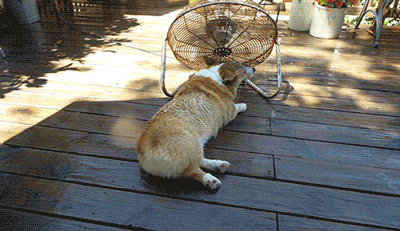 最高35℃！当心你的狗狗中暑