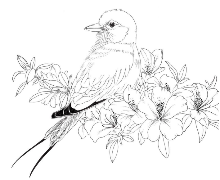 黑白花鸟线描100例第四篇