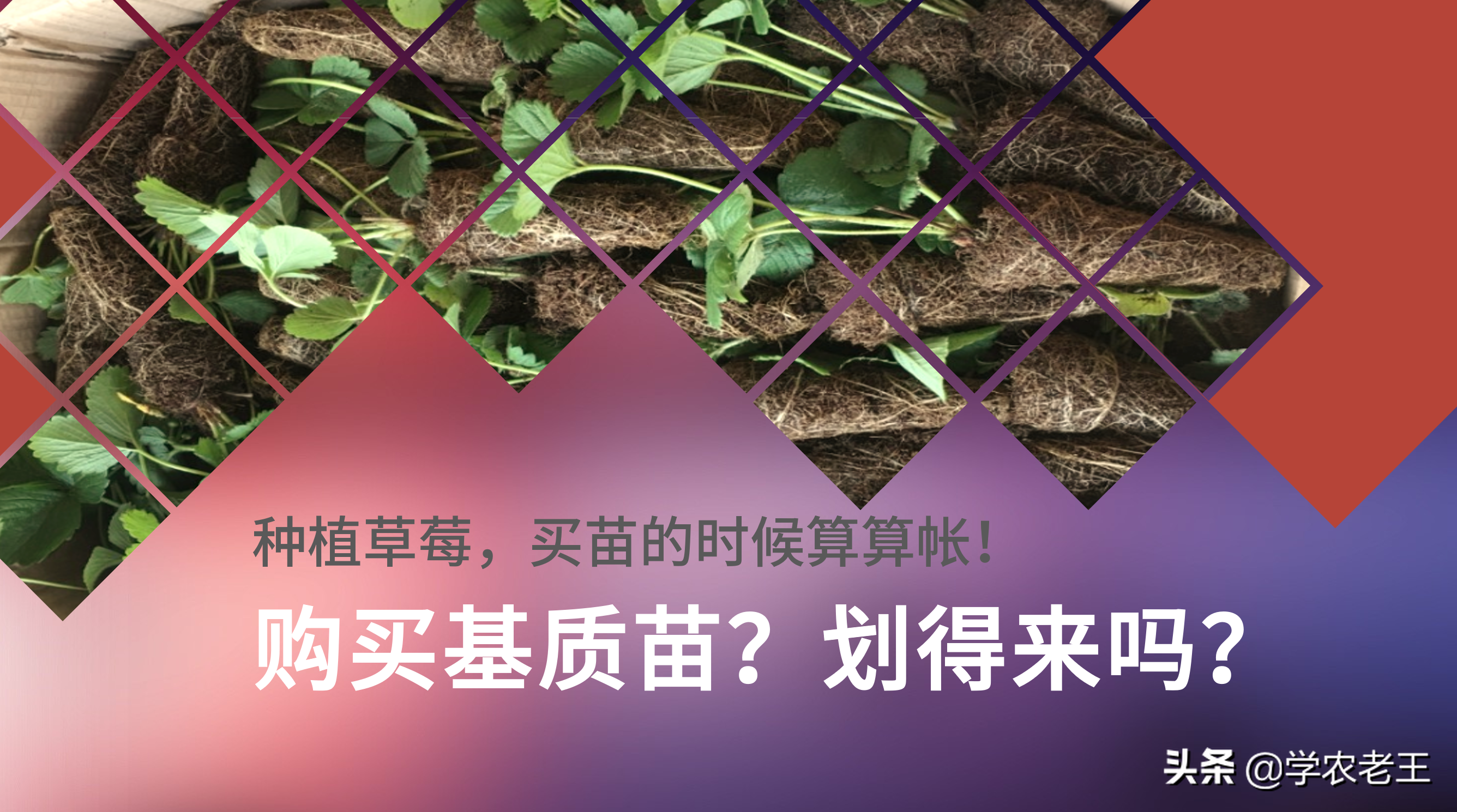 种植草莓购买基质苗？常说好苗七分收！划得来吗？一起来算算帐