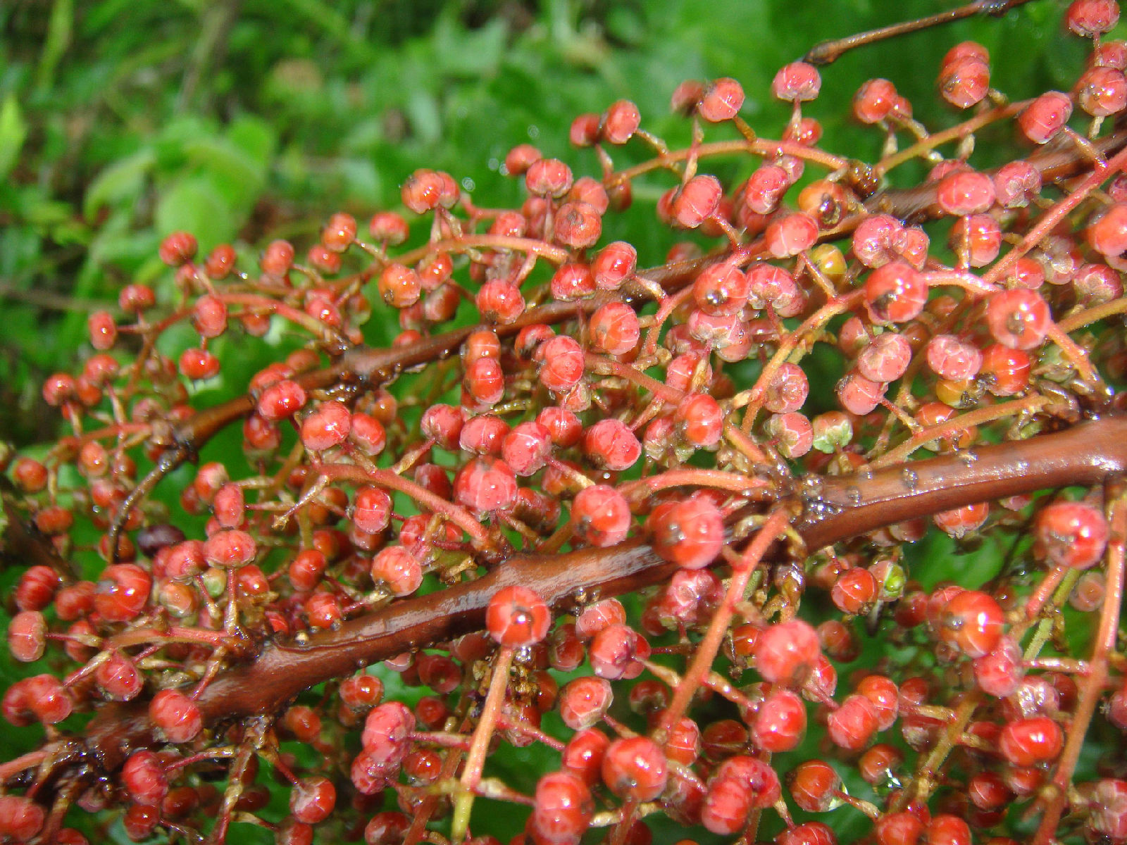 农村常见5种植物，却全都含“剧毒”，有人常常吃，遇到要警惕