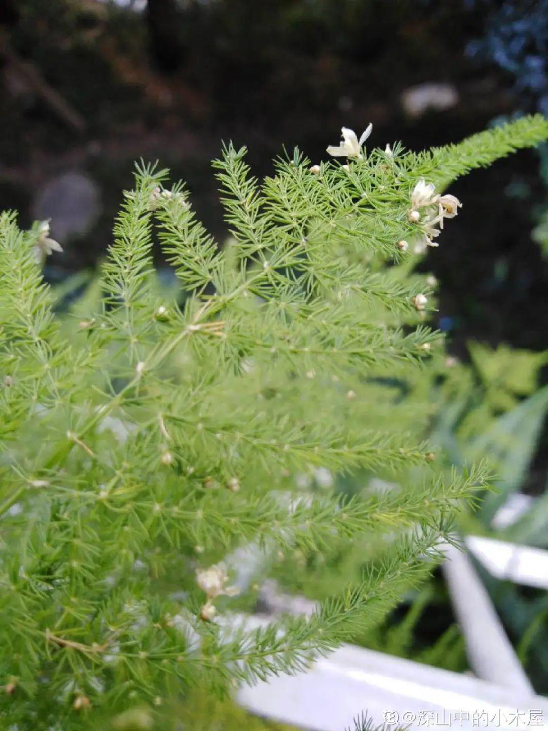 6种花特耐阴,光照不好也能养好,适合北阳台