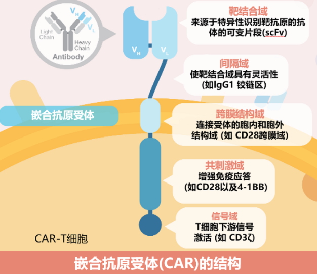 5个步骤，清零癌细胞只用2个月，但条件苛刻还昂贵，你会考虑吗？