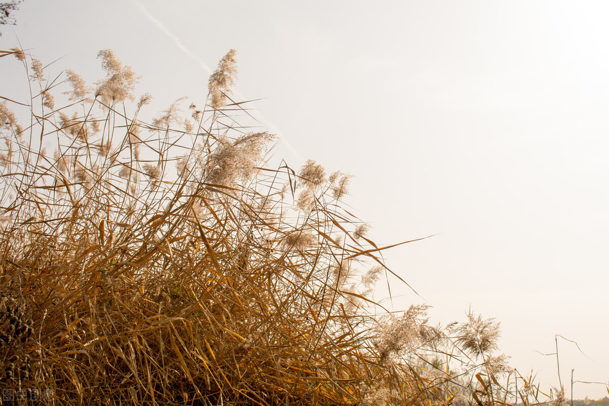 适合秋日发的可爱又优美的文案句子，秋日限定哦