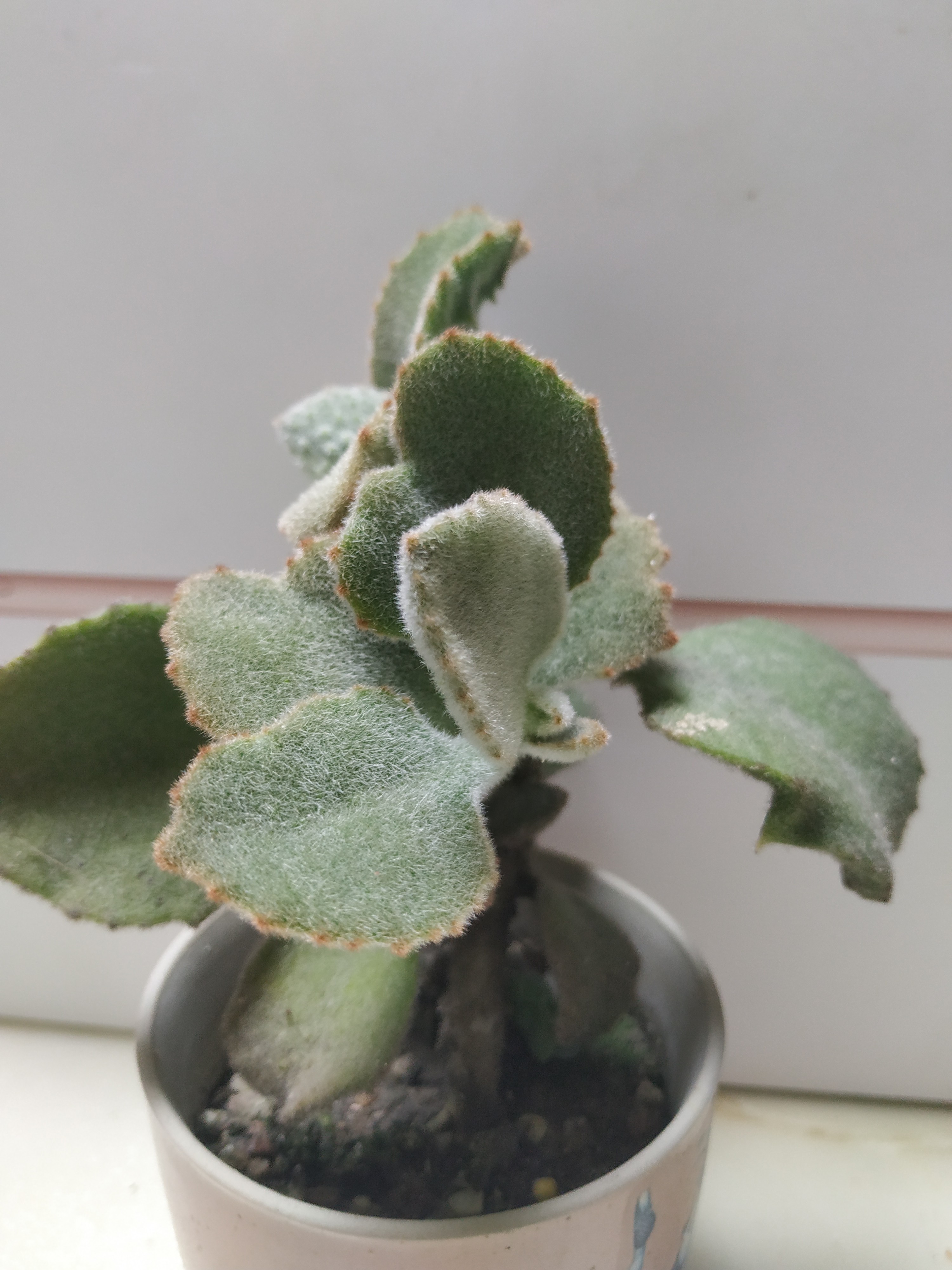 "花匠小培"带您一物一拍识多肉,第2拍,千兔耳