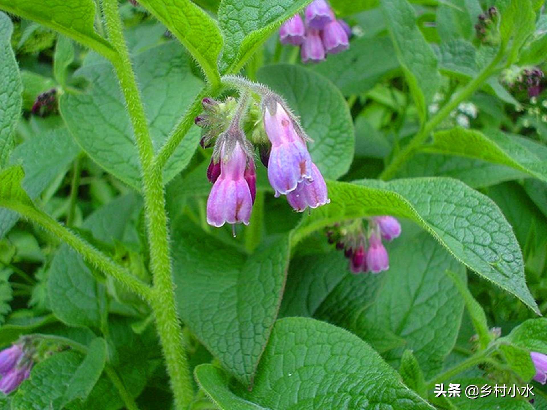 亩产30吨，俄罗斯饲料菜号称“饲草之王”，种植一次可以收割10年