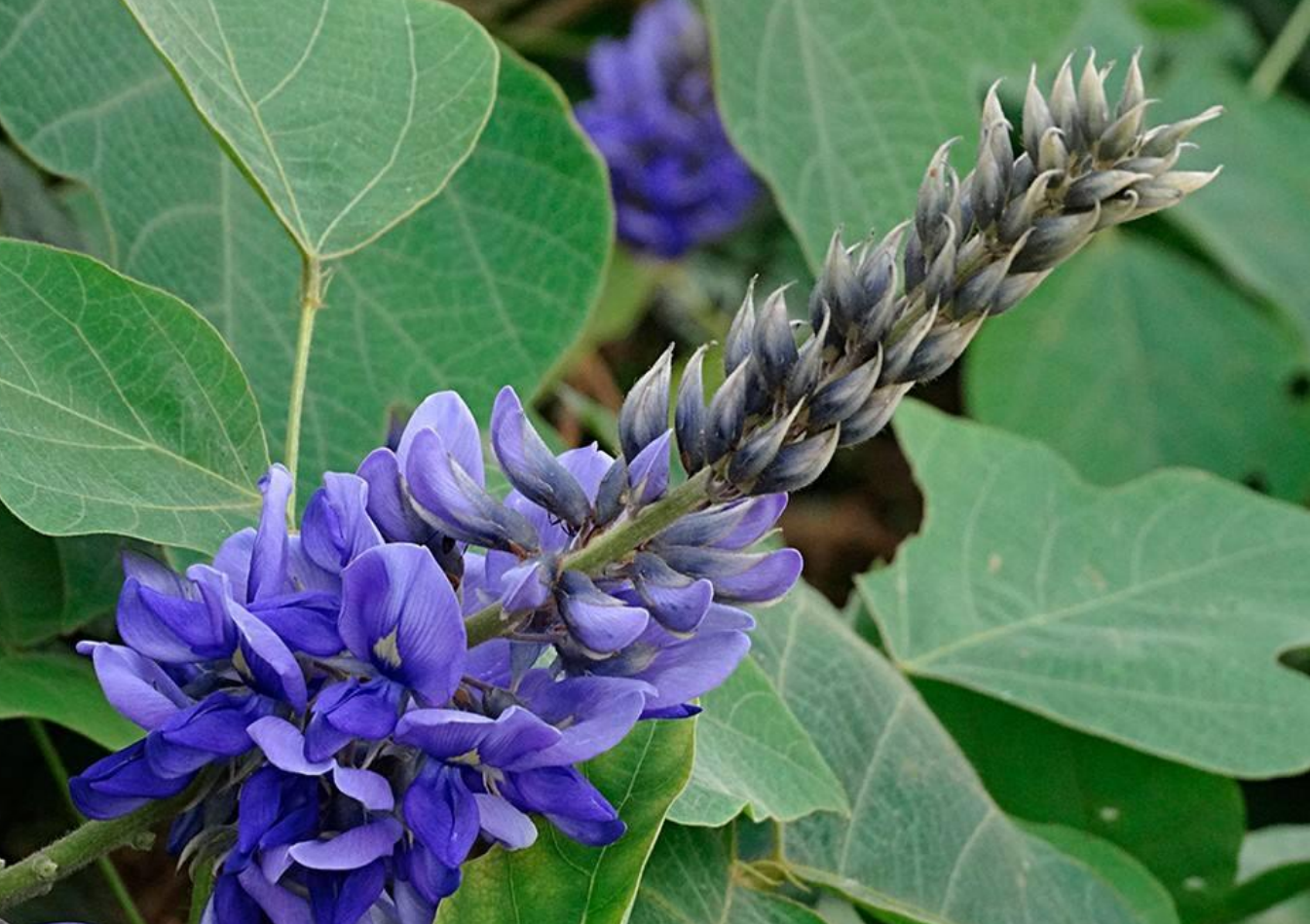 葛根是什么样的图片(亚洲人参) - 赤虎壹号