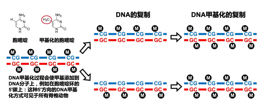 我听见赞誉来自人海，我排着队拿着诺奖的号码牌