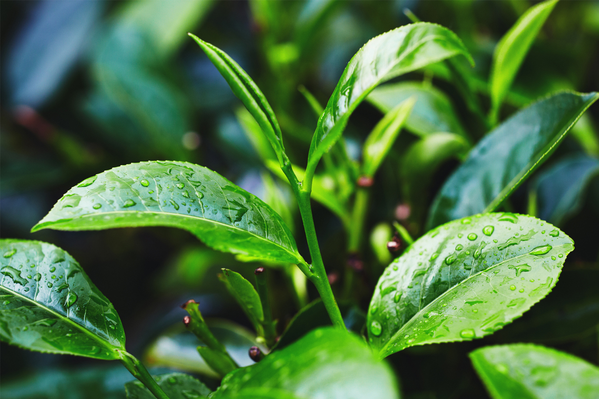 最贵的茶多少钱（最贵的茶）