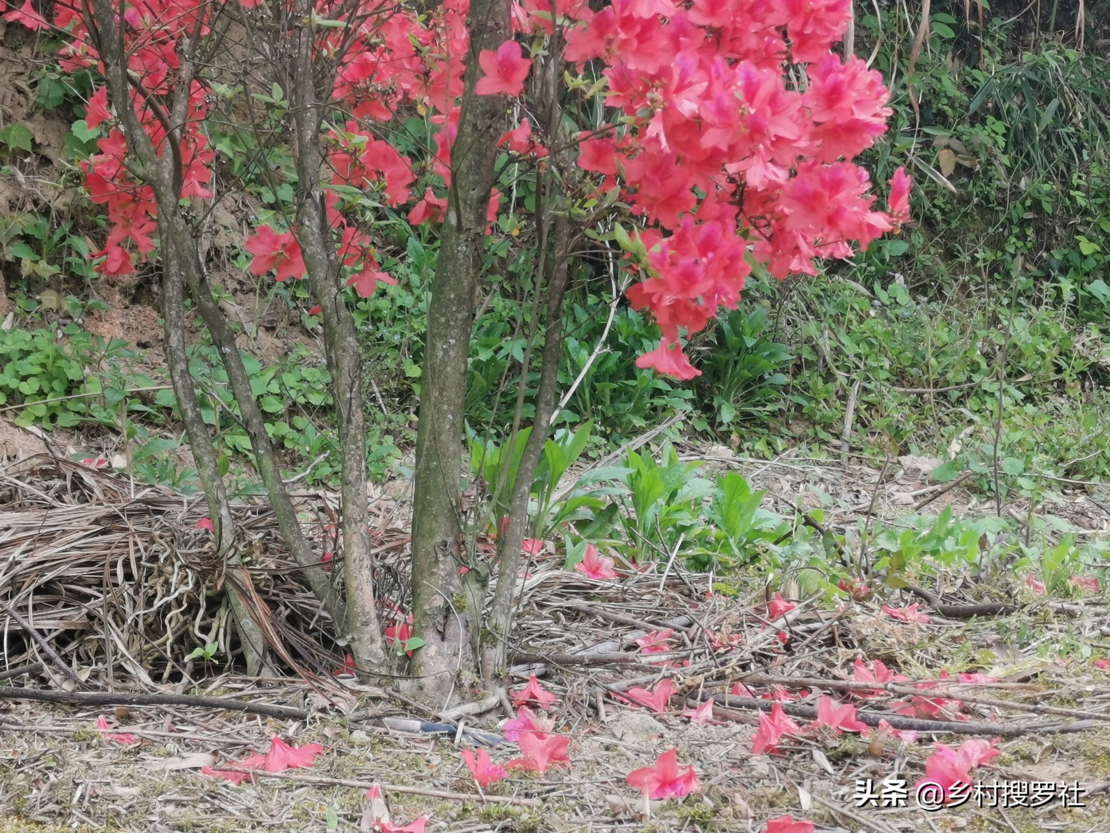 映山紅怎麼養護?根據這5個步驟操作,開花更紅更豔